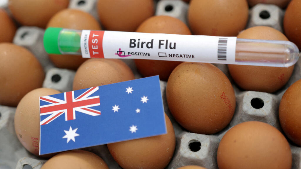 Inquiétudes pour la faune sauvage après un premier cas de grippe aviaire H5N1 détecté en Australie