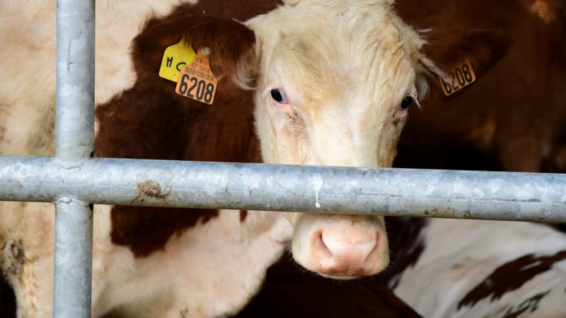Investir dans une vache rapporte 2 à 3 fois plus qu'une assurance-vie: pourquoi le 