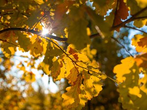 Jusqu’à 34 °C attendus en Occitanie cette semaine : la France entre dans l’automne sous une chaleur étouffante