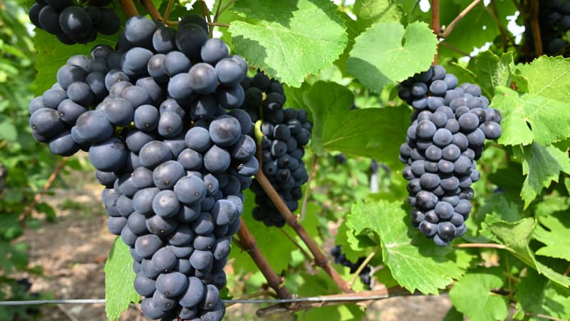 L'incertitude est si grande que le ministère renonce à publier ses prévisions pour les vendanges: la canicule et la sécheresse rendent toute estimation des récoltes hasardeuse