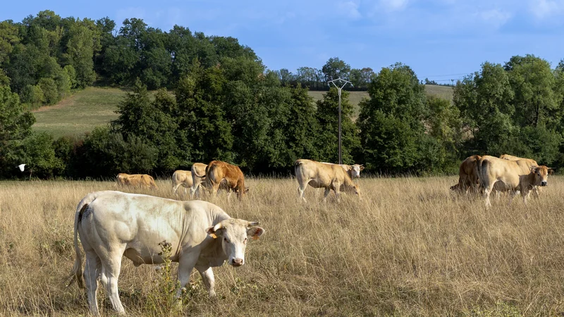 L'ombre du virus Shamonda plane sur les élevages bovins dans plus de 40 départements