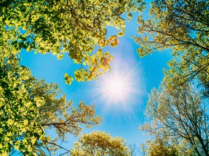 La canicule atteint son