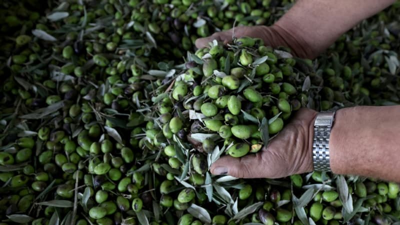 La crise est finie pour l'huile d'olive: le marché se stabilise et les prix baissent après des années très difficiles à cause de la sécheresse en Espagne