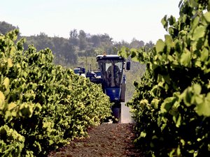 La production de vin au plus bas en France, c’est même l’une des pires années de ces trois dernières décennies