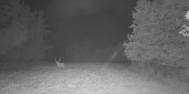 « Le Brame du cerf », saison 2, sur France.tv : une immersion en direct au cœur de la forêt francilienne