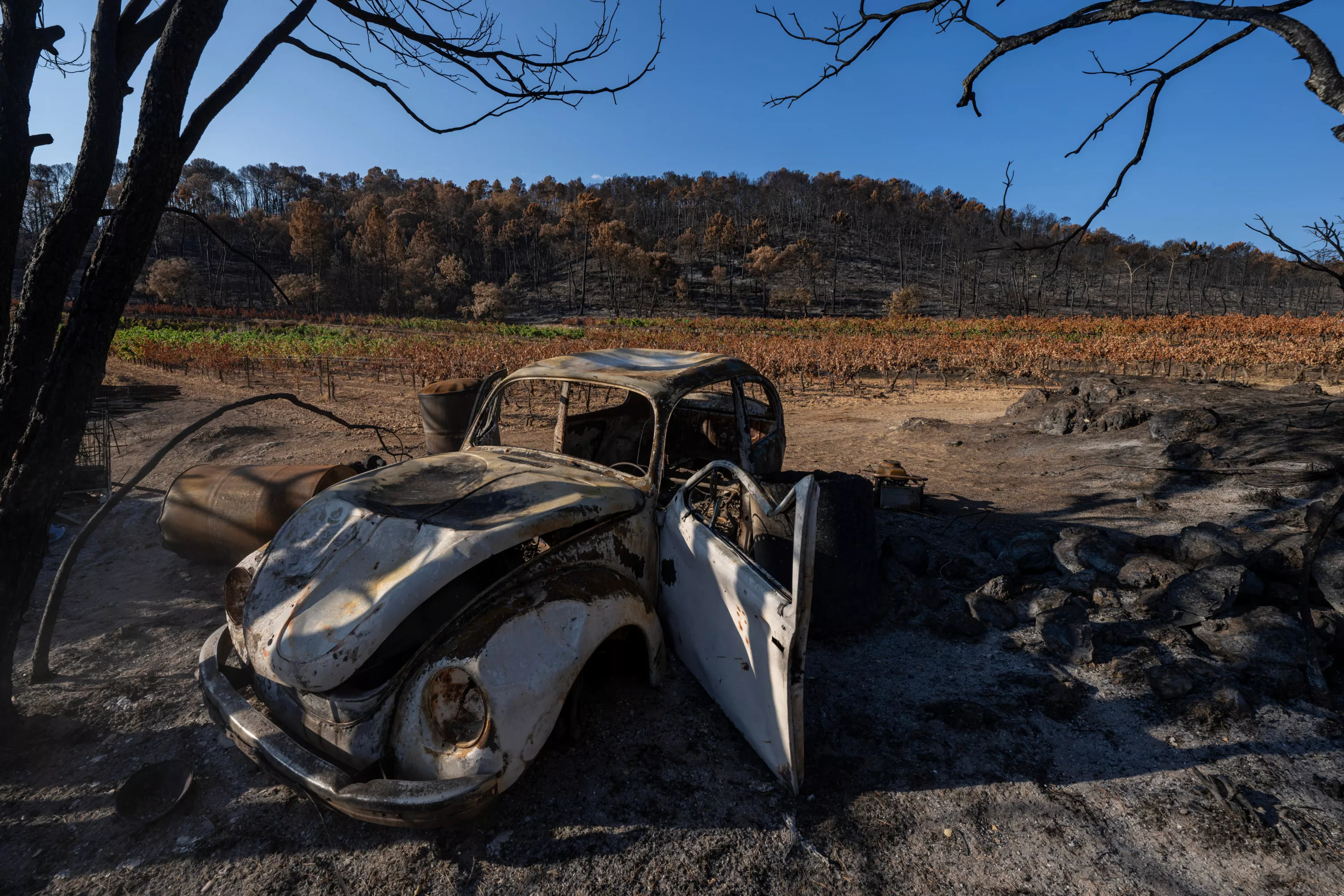 « Le moral n’est pas bien beau » : après le gigantesque incendie du Var, des vendanges précoces « au goût amer »
