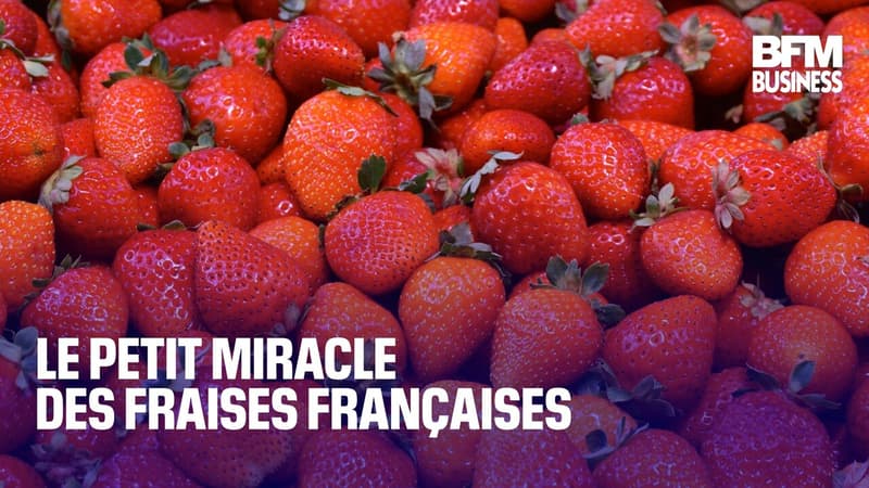 Le petit miracle des fraises françaises