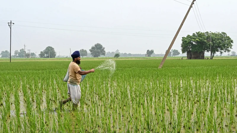 Le prix du riz risque d'augmenter dans les prochains mois: à cause de la sécheresse, la récolte indienne va enregistrer sa plus forte baisse depuis 20 ans