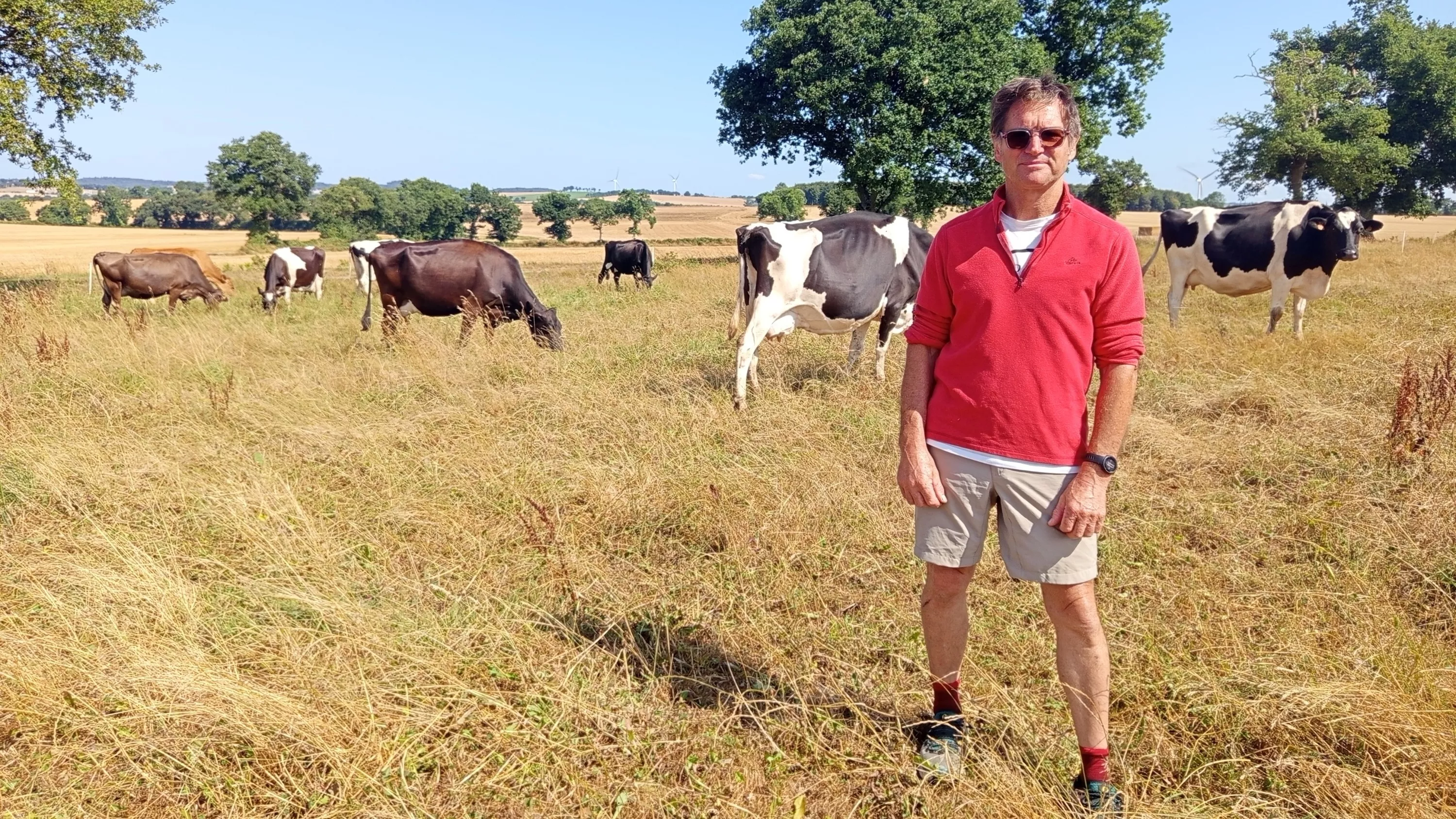 « Les vaches ont pris de sacrés coups de chaud » : les élevages bretons ont souffert des canicules et redoutent maintenant la sécheresse