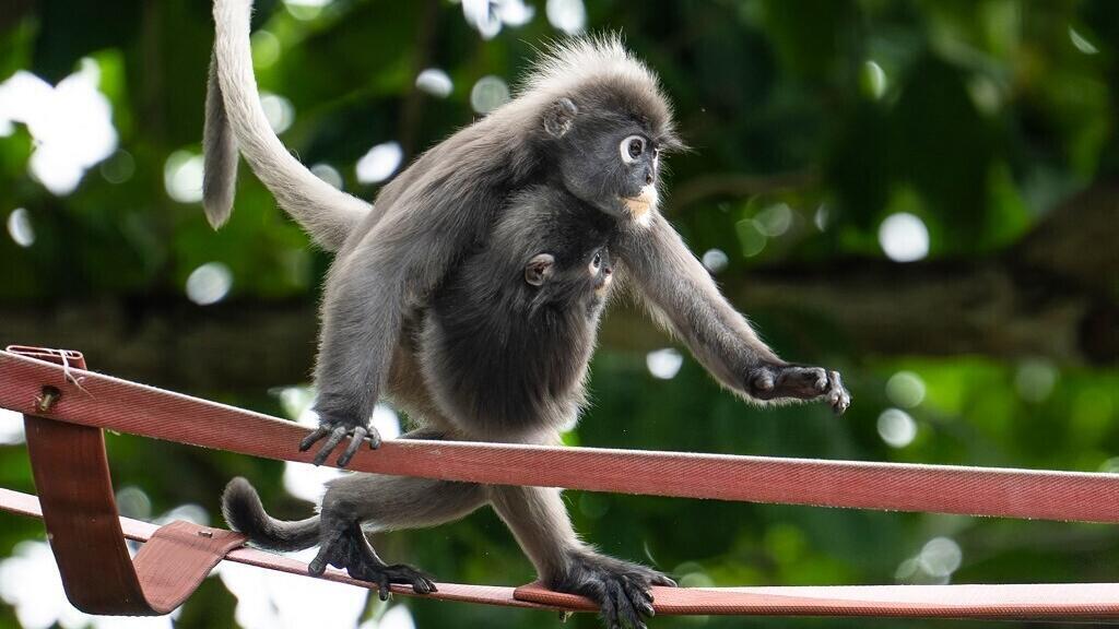 Malaisie: face à la fragmentation d'habitat, des passerelles aériennes pour protéger le langur à lunettes