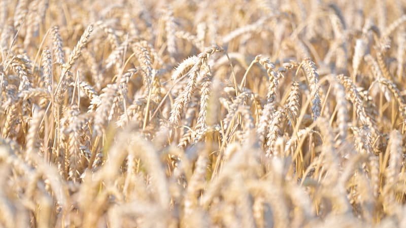 Malgré une forte baisse liée à leur précocité et aux extrêmes climatiques, les récoltes françaises de blé et d'orges montrent 