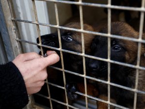 Plus de 9 500 animaux abandonnés : la SPA a vécu le pire été de son histoire malgré un nombre record d’adoptions