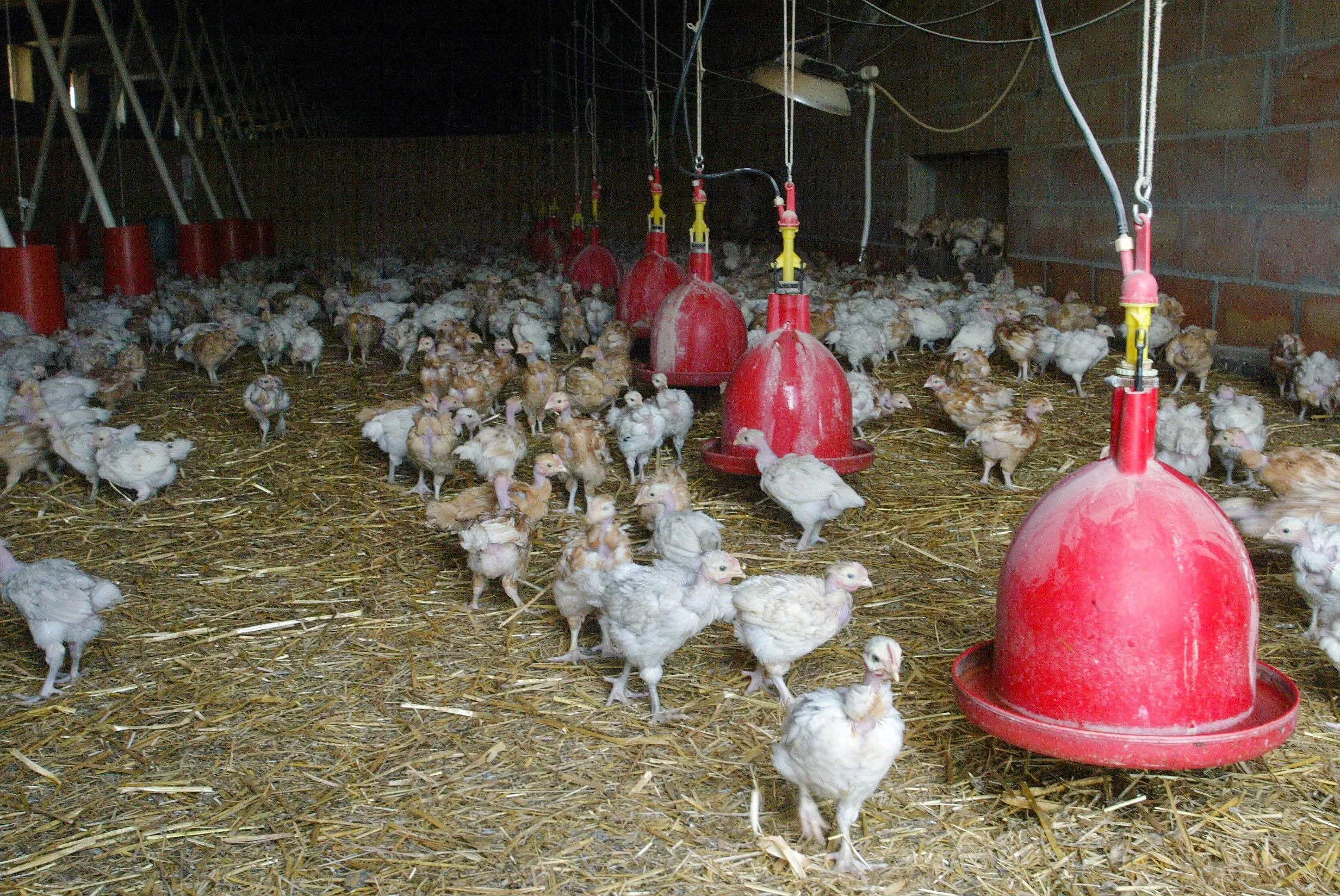 Poulets, porcs, vaches : la canicule fait de gros dégâts dans les fermes