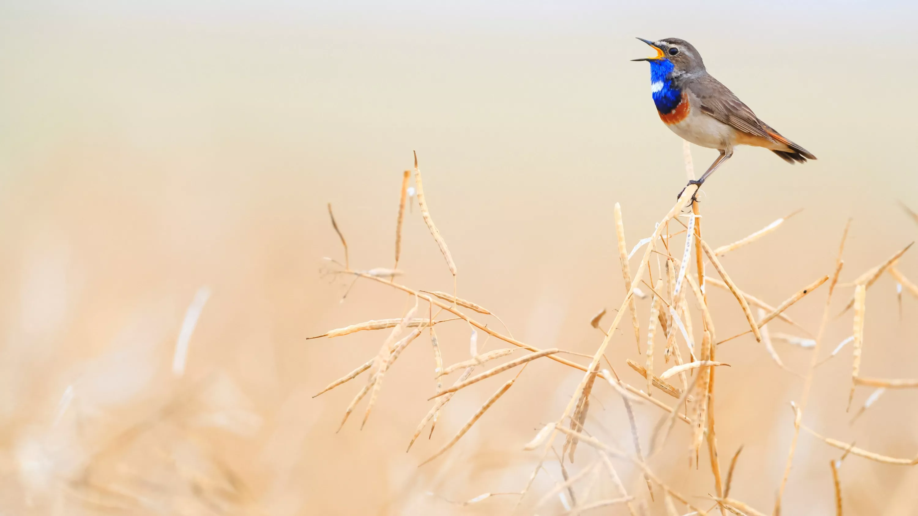 Prairies sèches, incendies, manque d’eau... La faune et la flore sauvages éprouvées par des chaleurs hors norme