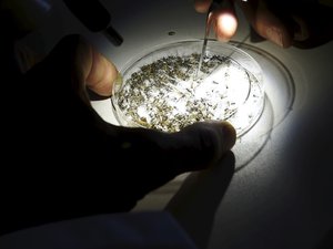 Premier cas de West Nile dans les Pyrénées-Orientales :