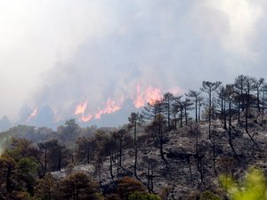 Près de 98 000 hectares brûlés, 21 000 départs de feu, record depuis 1976… le lourd bilan des incendies de l’été en France