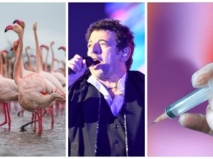 Record historique pour les flamants roses, Bruel persona non grata à Montpellier, des piqûres de seringues en plein concert… l’essentiel de l’actu en région