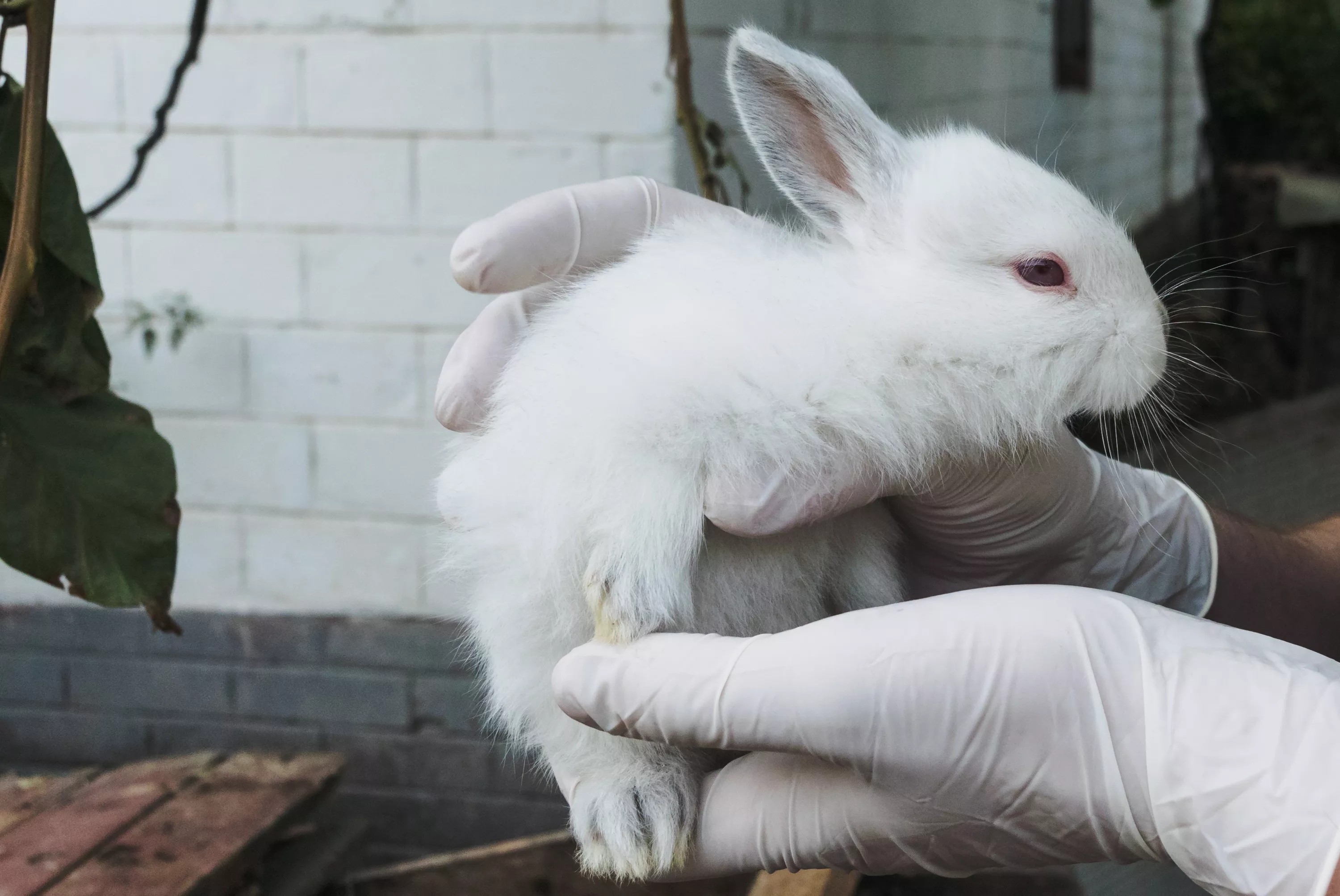 Sous l’effet des canicules, l’inquiétante hausse des décès chez les animaux de compagnie