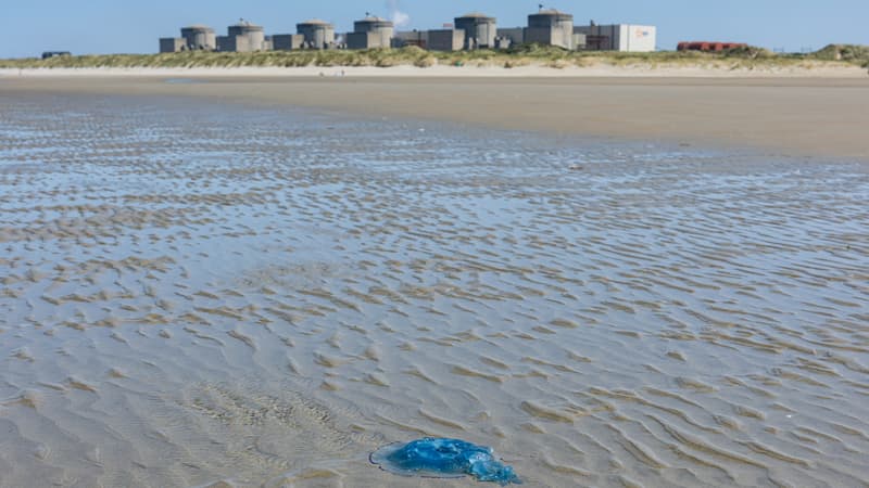 Trois des six réacteurs du site avaient été arrêtés à cause d'un afflux de méduses: une deuxième tranche de la centrale nucléaire de Gravelines a été reconnectée