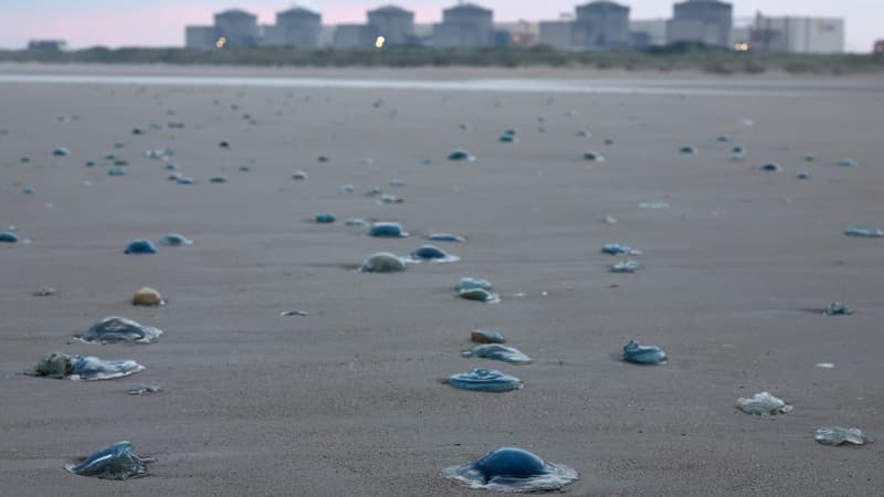 Un an jour pour jour après un épisode similaire: des méduses contraignent EDF à arrêter trois réacteurs de la centrale nucléaire de Gravelines