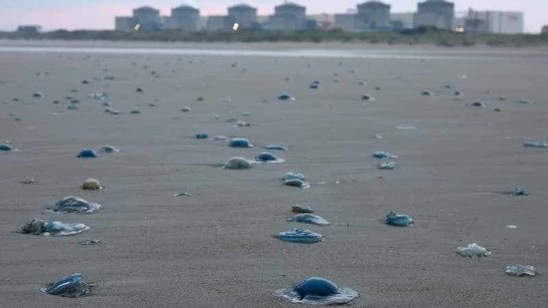 Un réacteur de la centrale de Gravelines a été reconnecté: huit tranches nucléaires d'EDF sont toujours à l'arrêt à cause de la canicule et d'une invasion de méduses dans le Nord