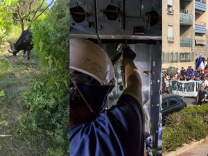 Un taureau repris après 20 jours de cavale, première panne électrique à cause de la chaleur, une autre marche blanche pour Louis : l’essentiel de l’actu