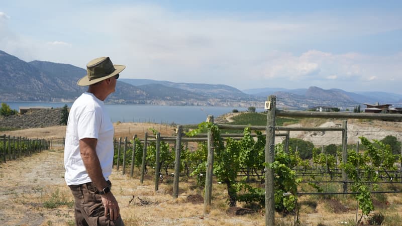 Vignes brûlées et visites de domaines annulées: au Canada, l'industrie viticole en difficulté après les feux de forêt (les vignerons redoutent un vin au gout de 
