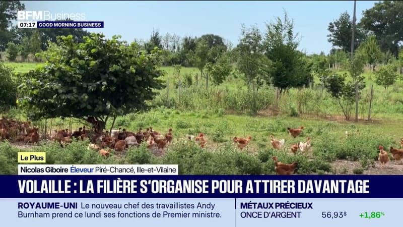Volaille : la filière s'organise pour attirer davantage